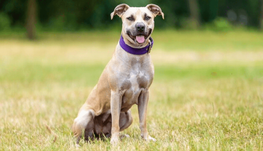 Test ad for the test