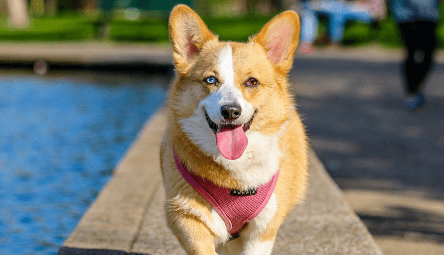 Lost and Found Animals for the test ads